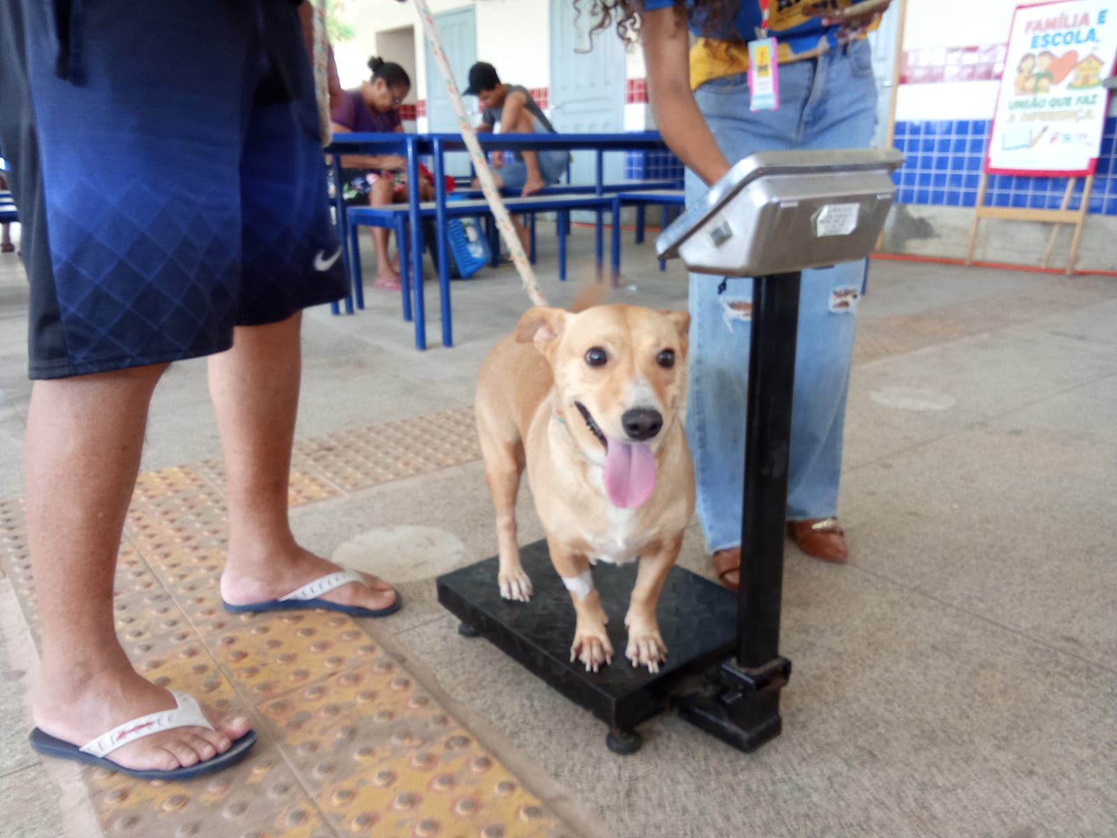 APAT dá todo apoio ao 1º Mutirão de Castração de Cães e Gatos de Tailândia