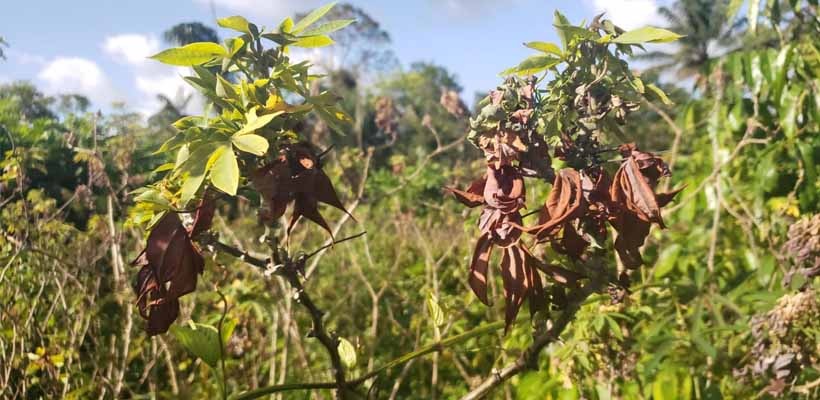 Almerim: Ministério da Agricultura confirma  Vassoura-de-Bruxa da Mandioca em território indígena