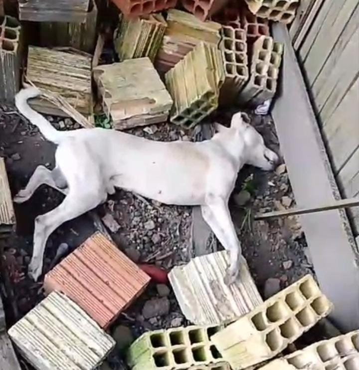 Três cachorros são encontrados mortos na Vila Macarrão; Suspeita-se de envenenamento; Veja fotos