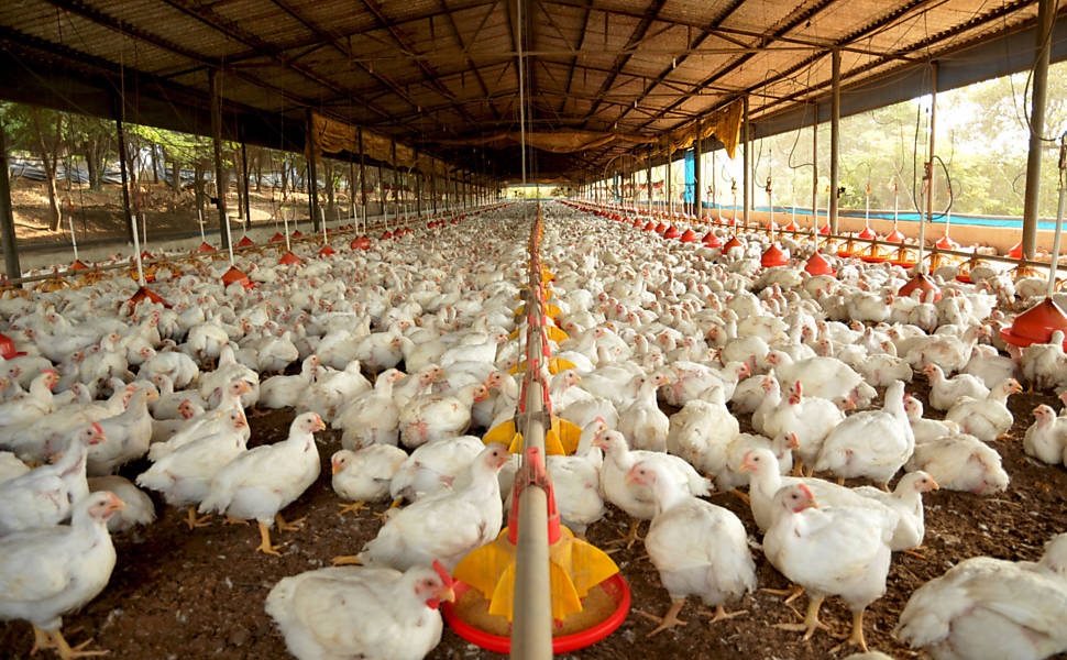 Granja foco da Gripe Aviária no Brasil tinha 17 mil aves; maioria morreu