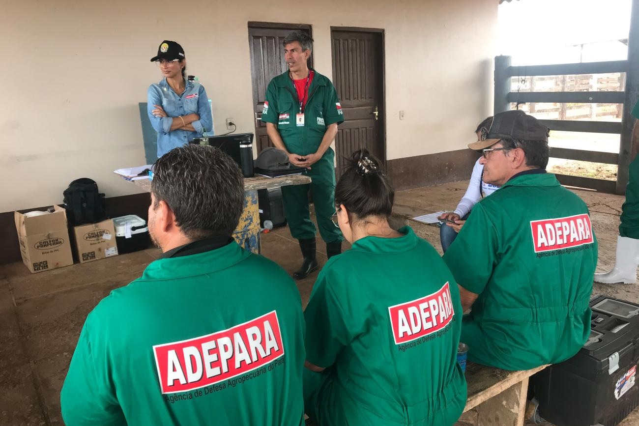 Gripe Aviária: caso suspeito de Eldorado do Carajás no Pará é enviado para análise