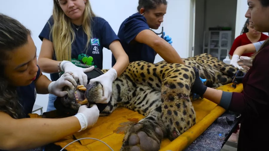 Onça que atacou o caseiro Jorginho não volta mais à natureza; Entenda