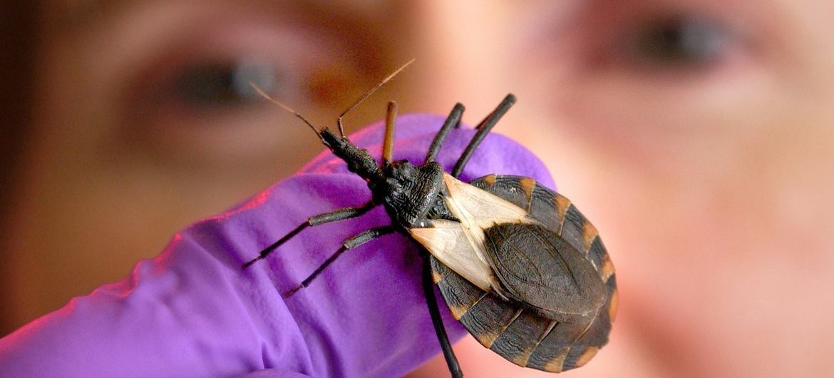 Mudanças climáticas podem elevar casos de Doença de Chagas
