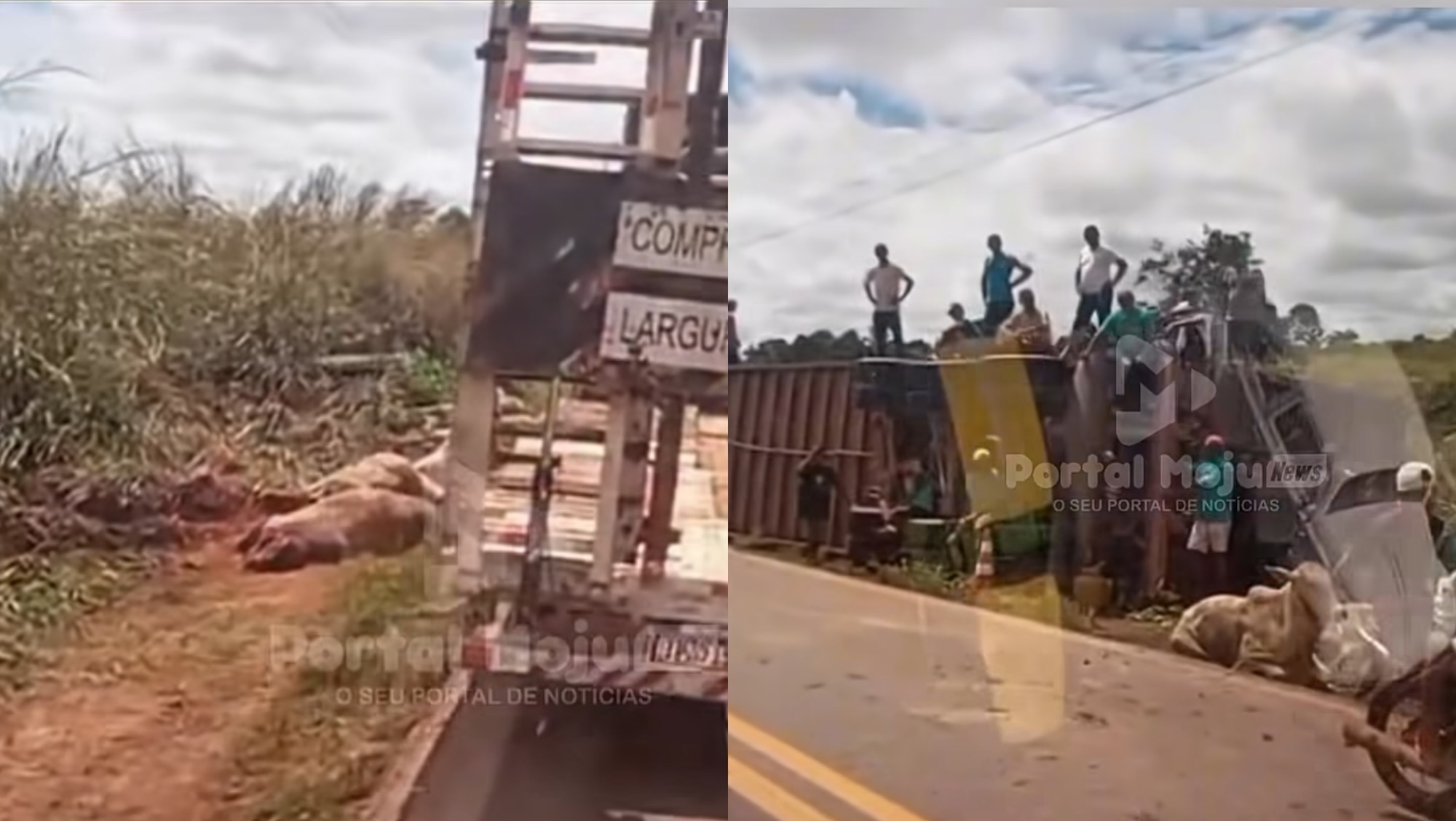 Caminhão boiadeiro tomba com carga viva na PA-150 e deixa bois mortos na rodovia